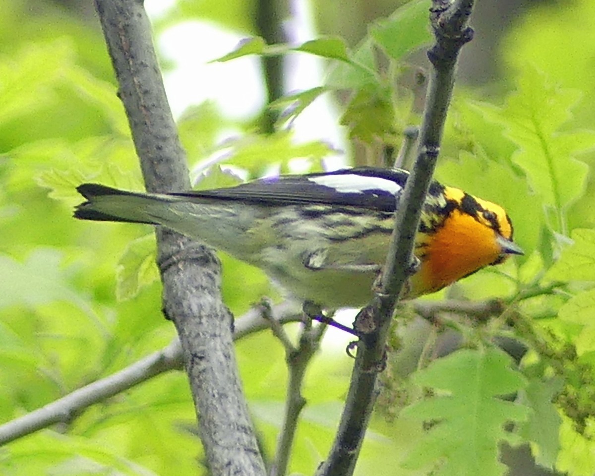 Blackburnian Warbler - ML619096222