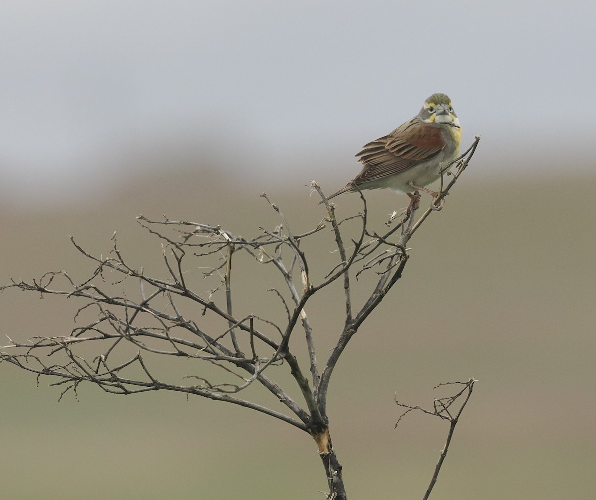 Dickcissel - ML619096234