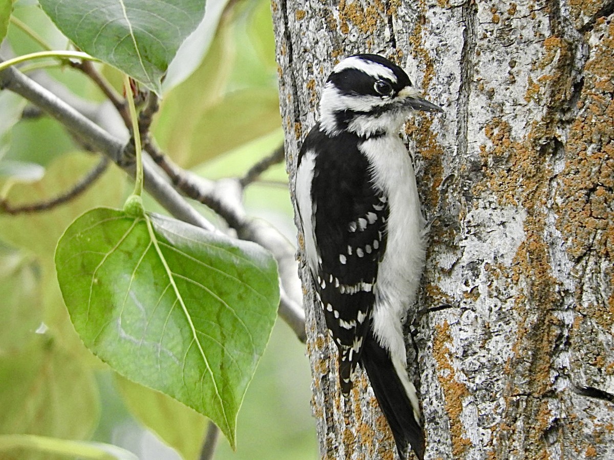 Downy Woodpecker - Huw Williams