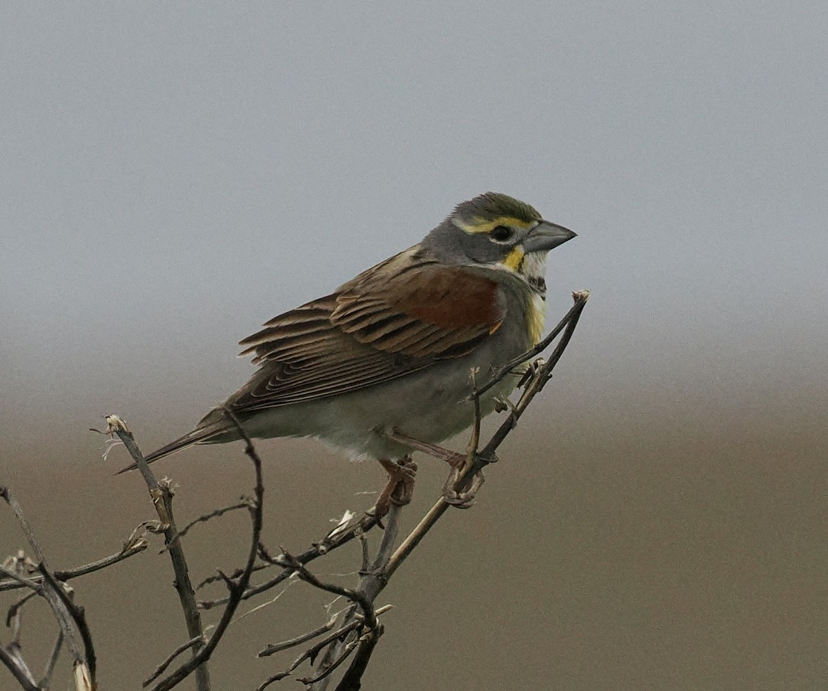 Dickcissel - ML619096238