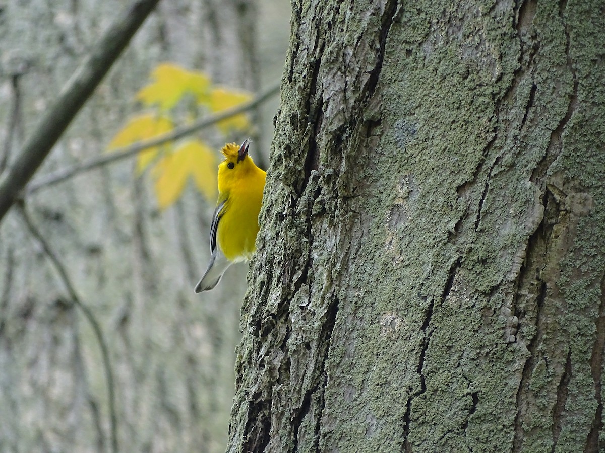 Prothonotary Warbler - Jim Walton