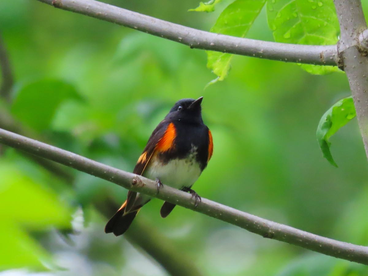 American Redstart - Randy Morgan