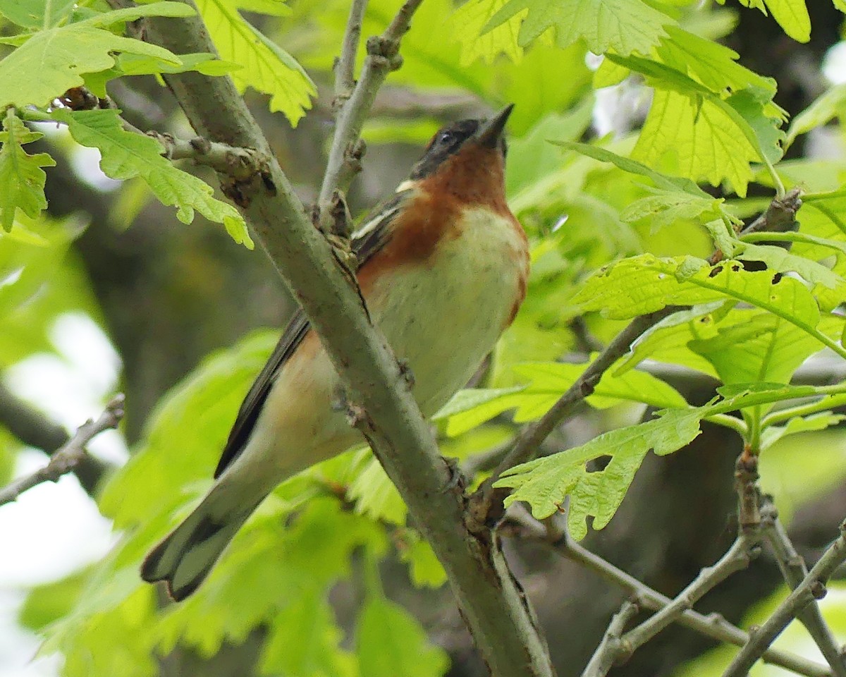 Bay-breasted Warbler - ML619096268