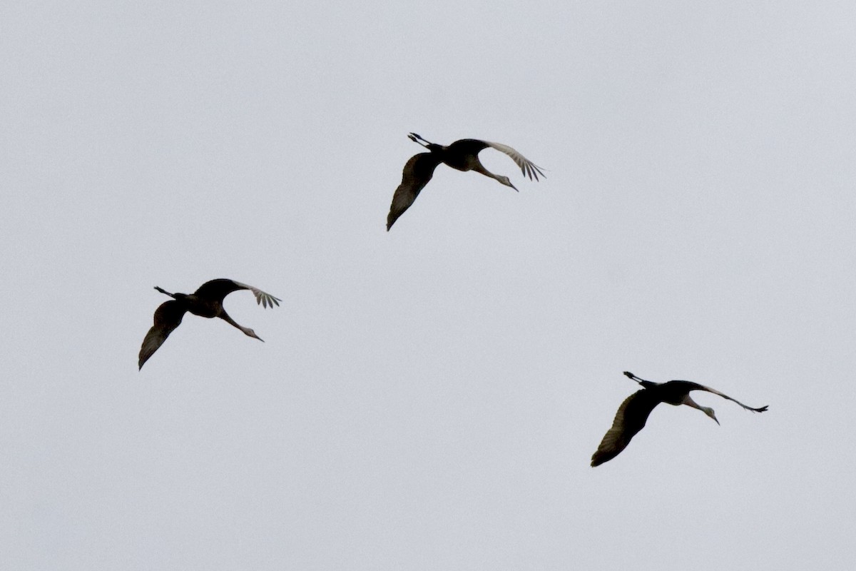 Sandhill Crane - ML619096273