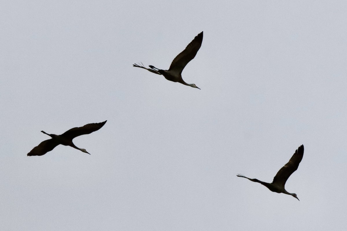 Sandhill Crane - ML619096274