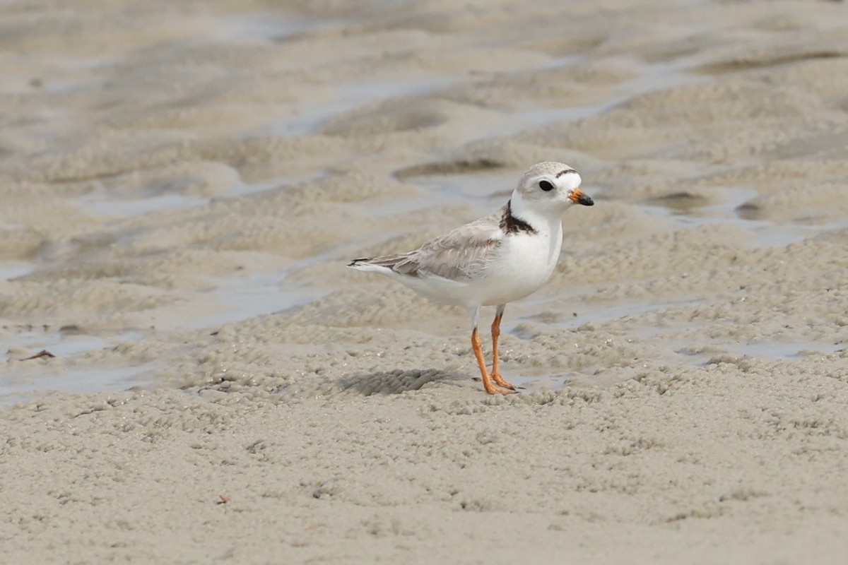 Piping Plover - Warren Bielenberg