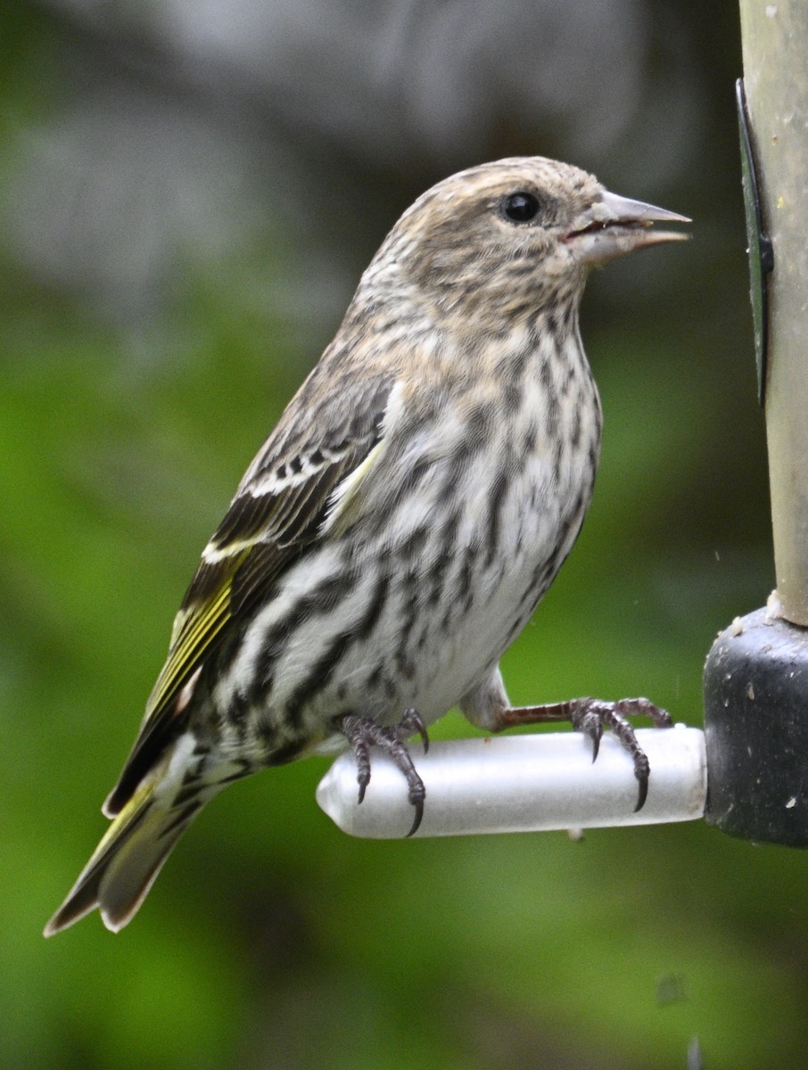 Pine Siskin - Virginia Wycoff