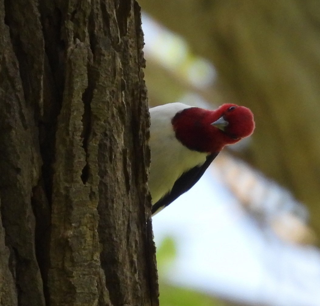 Red-headed Woodpecker - Debbie Segal