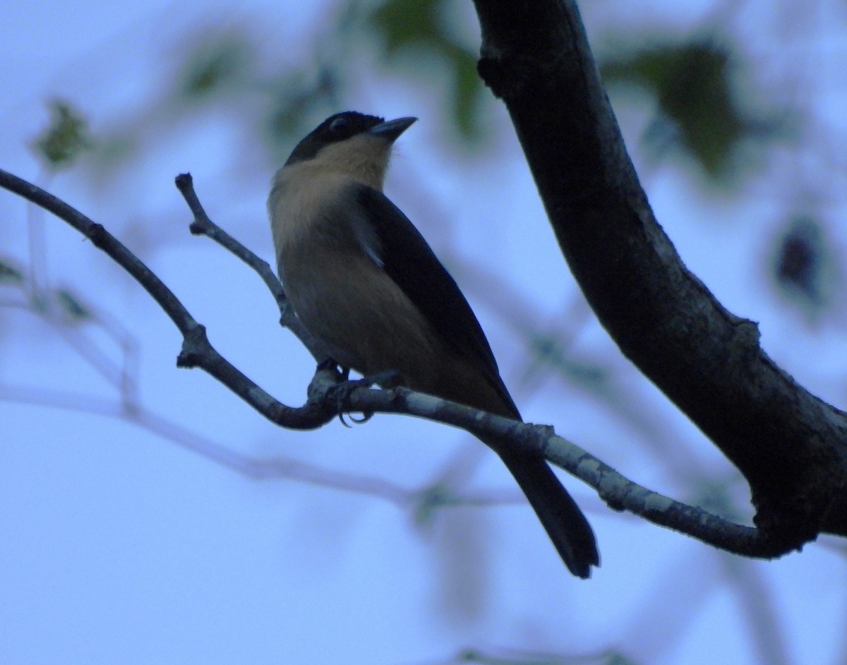 Black-goggled Tanager - Laura Bianchi