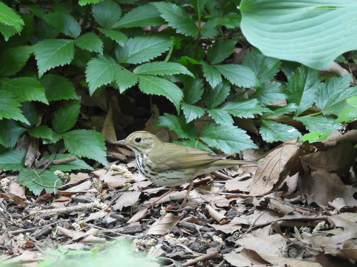 Ovenbird - Rich Ziegler