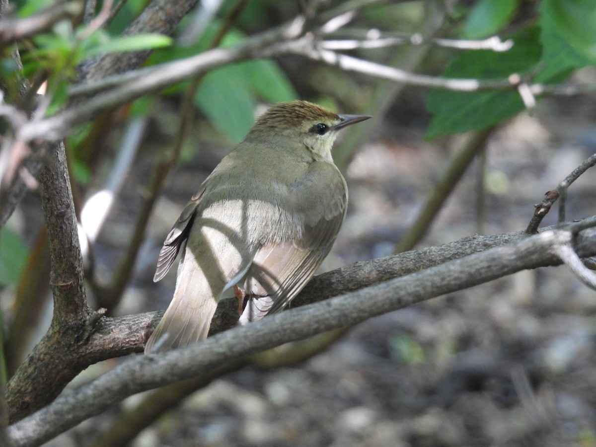 Swainson's Warbler - Rich Ziegler