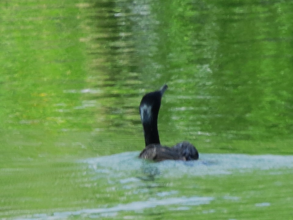 Cormorán Orejudo - ML619096349