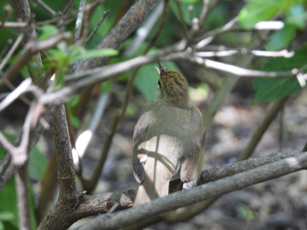 Swainson's Warbler - Rich Ziegler