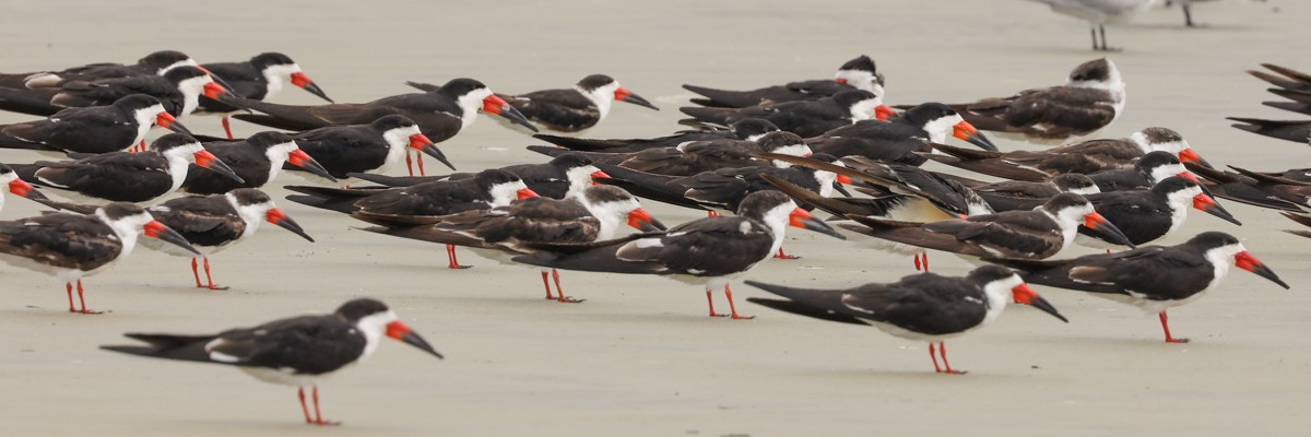 Black Skimmer - ML619096360