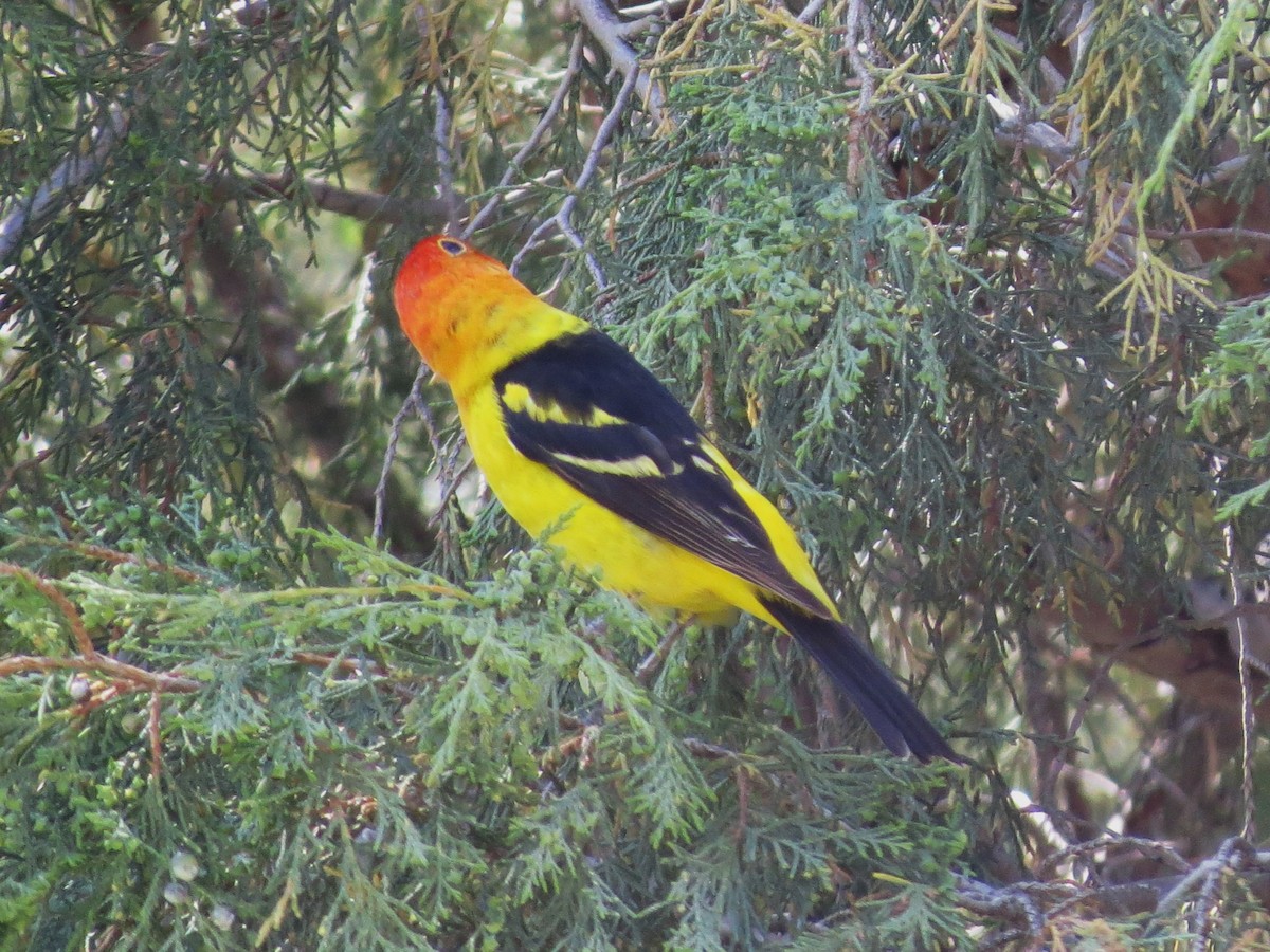 Western Tanager - Evan Carlson