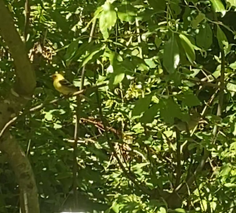 Western Tanager - Xin Cen