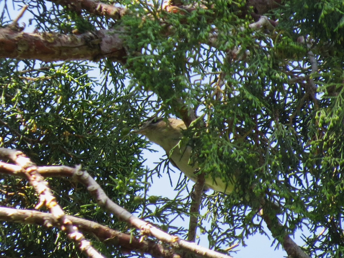 Warbling Vireo - Evan Carlson