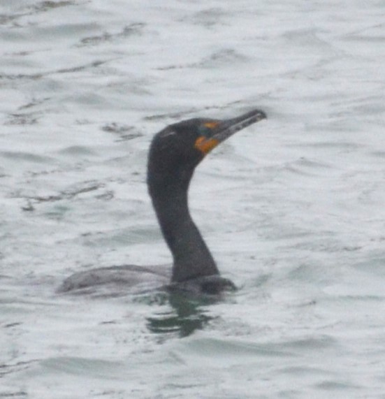 Double-crested Cormorant - Charles Taft