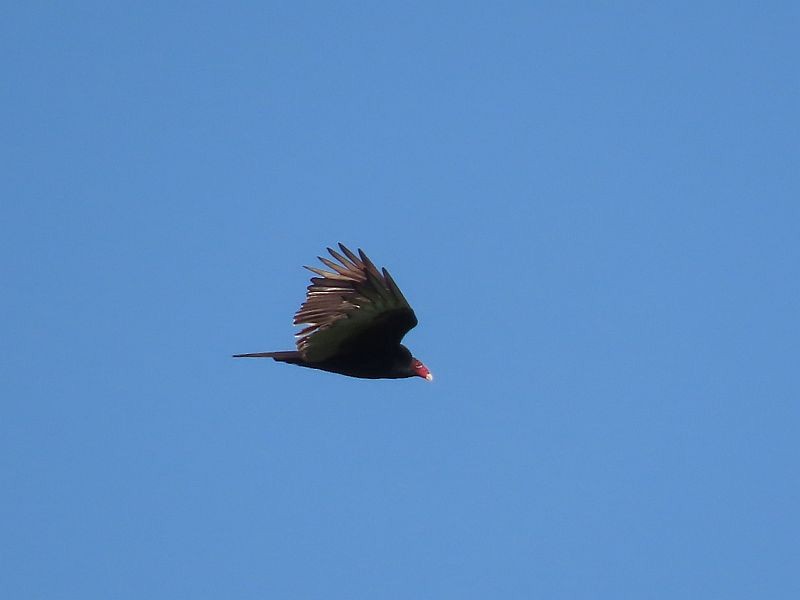 Turkey Vulture - Tracy The Birder