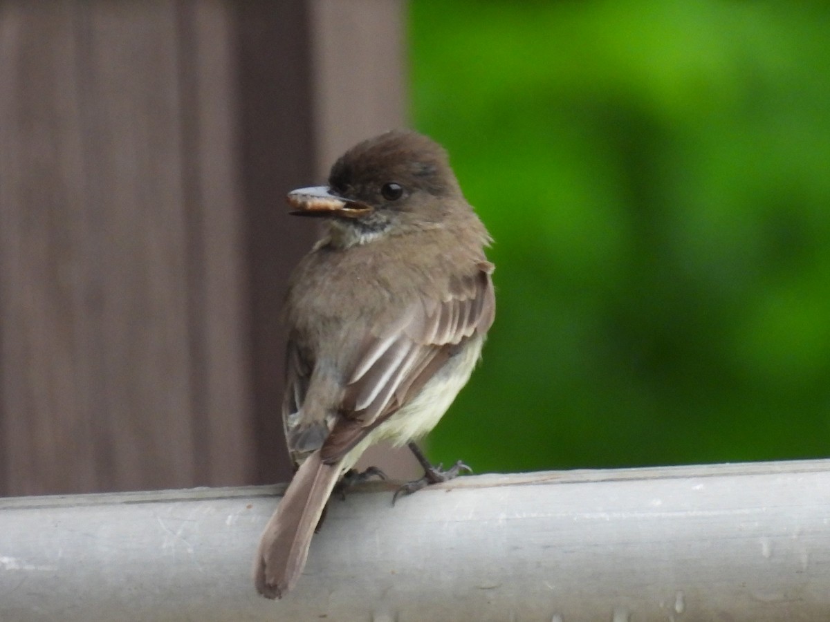 Eastern Phoebe - Patricia and Richard Williams