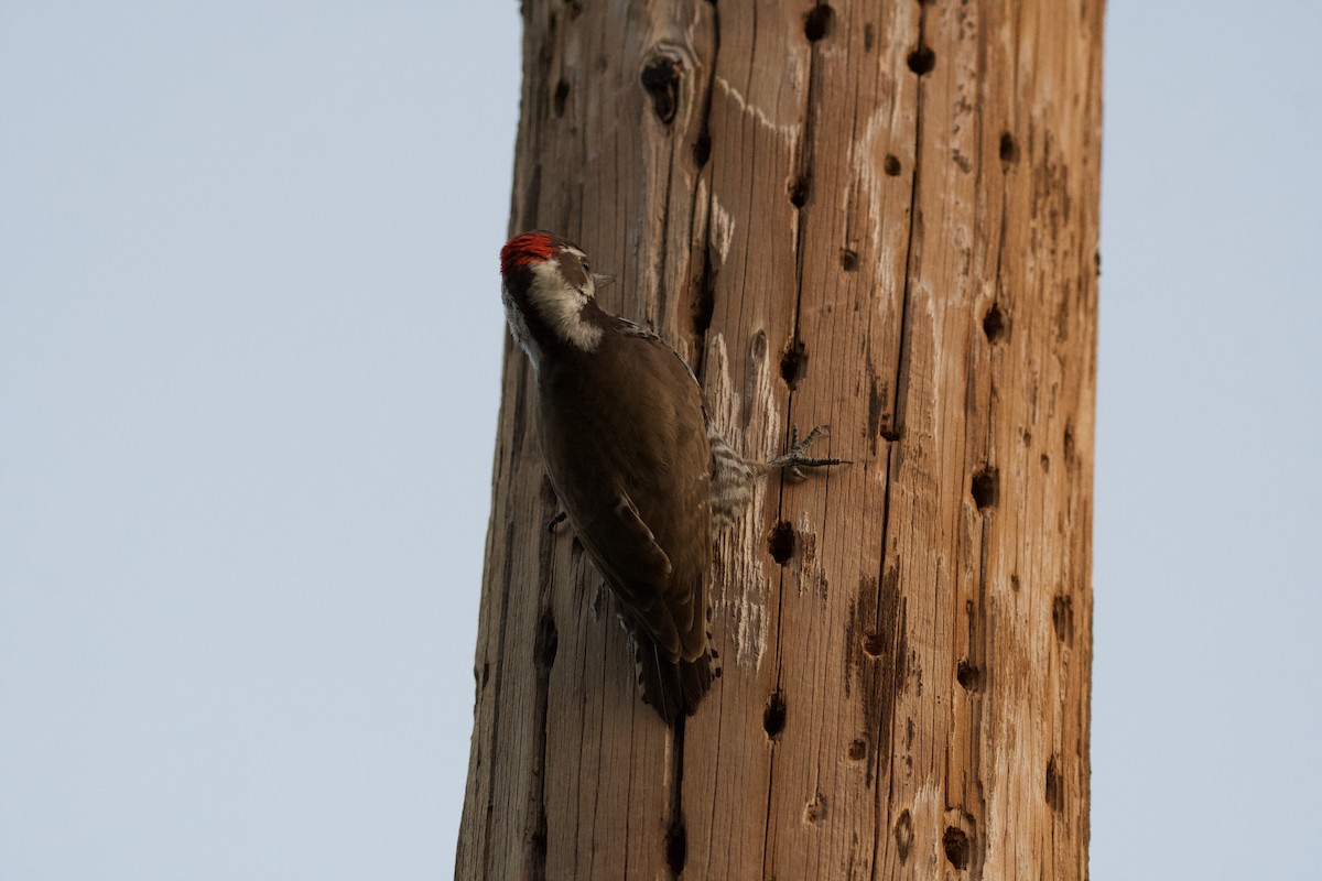 Arizona Woodpecker - Neil Pankey