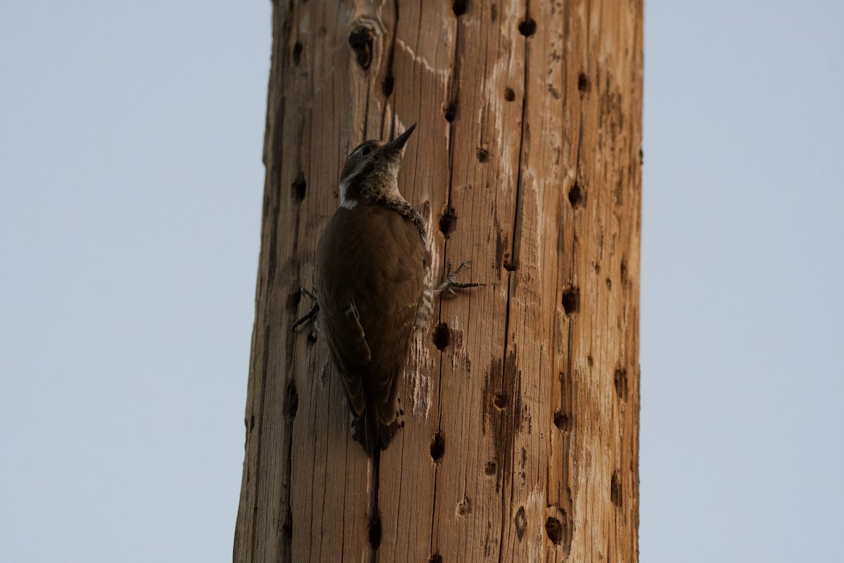 Arizona Woodpecker - Neil Pankey