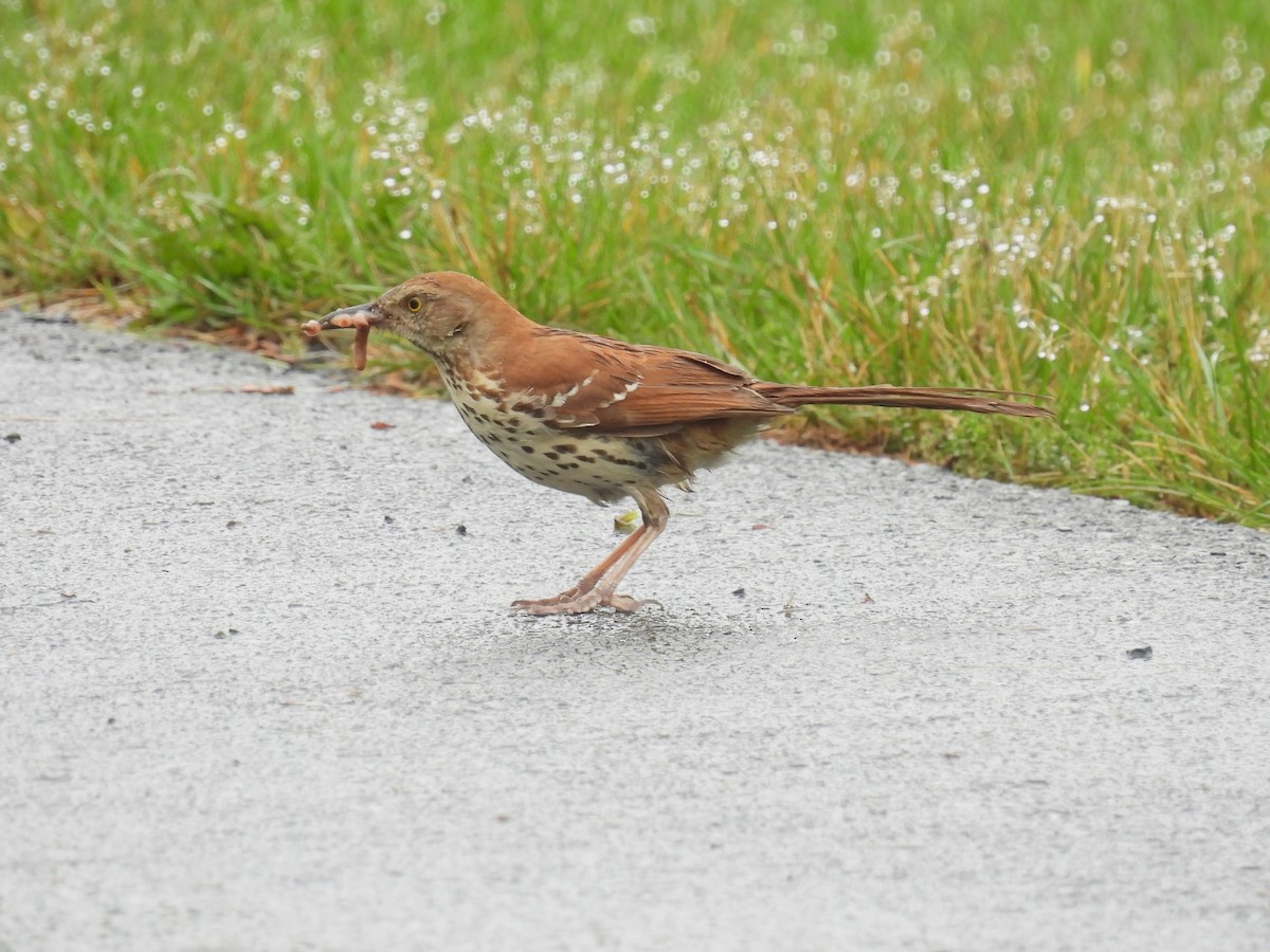 Brown Thrasher - Patricia and Richard Williams