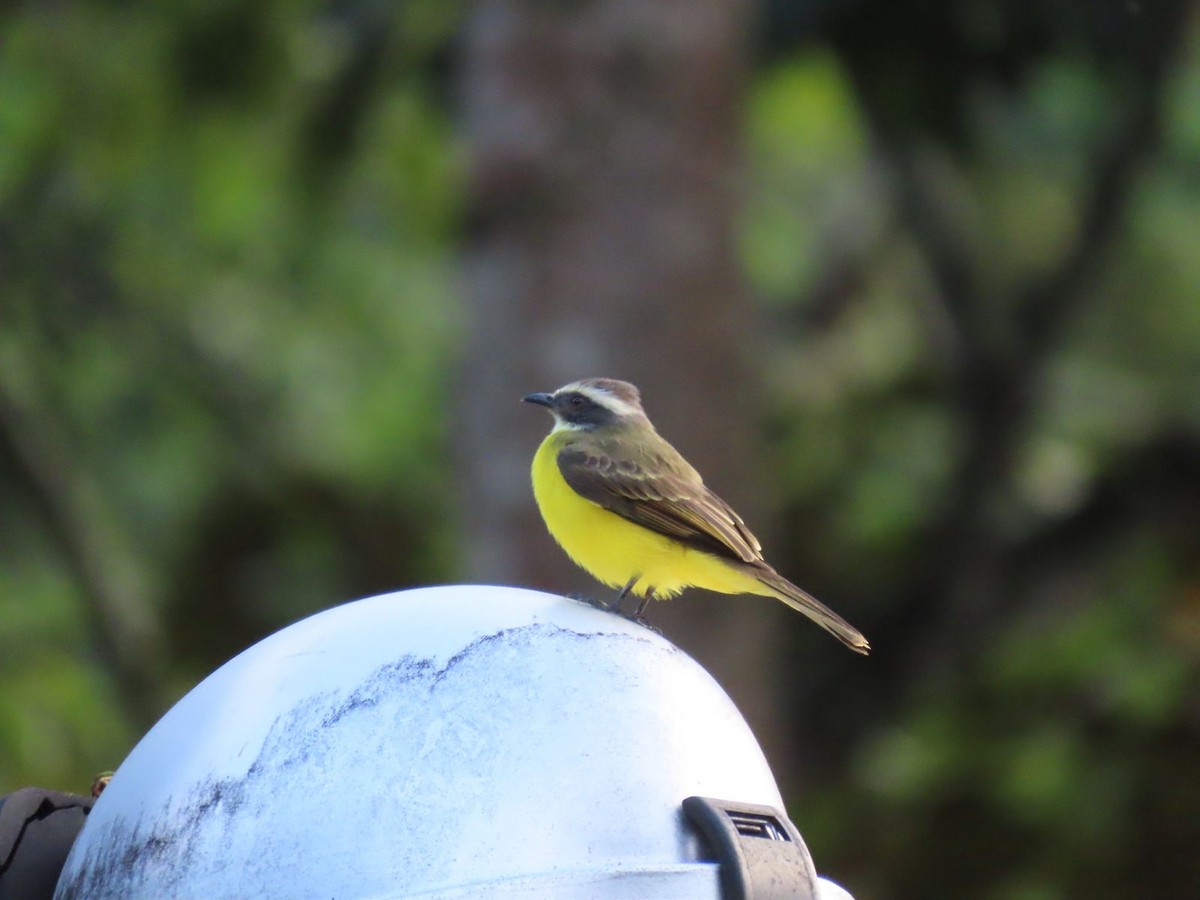 Great Kiskadee - Melisa Yaguno Melgar