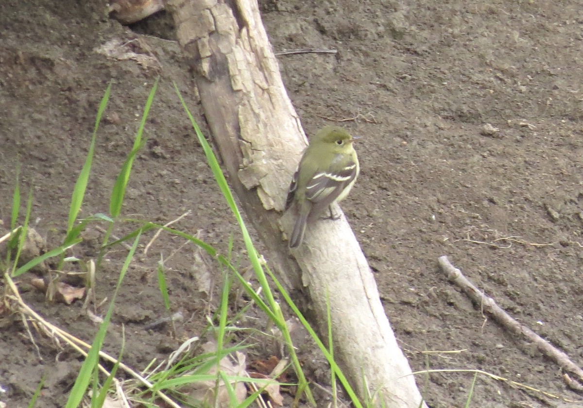 Yellow-bellied Flycatcher - ML619096492