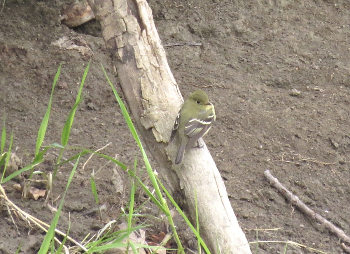 Yellow-bellied Flycatcher - Brenda Werntz