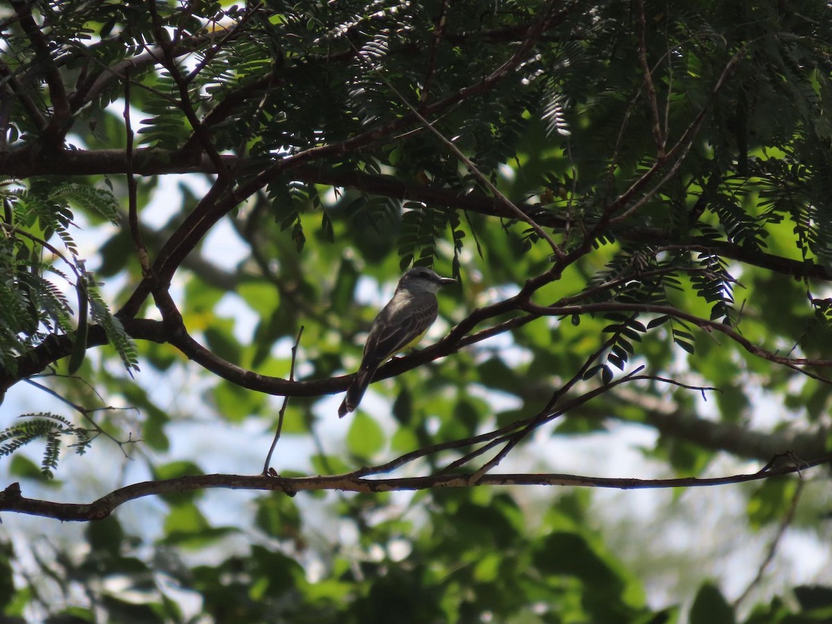 Tropical Kingbird - ML619096501