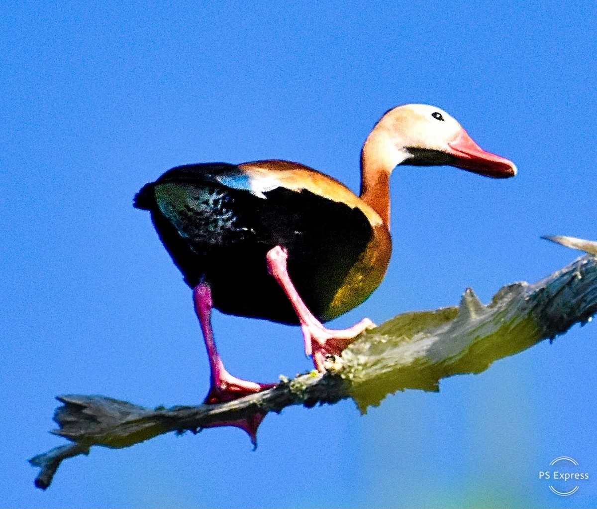 Black-bellied Whistling-Duck - Michael Brower