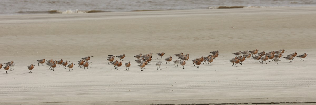 Red Knot - Warren Bielenberg