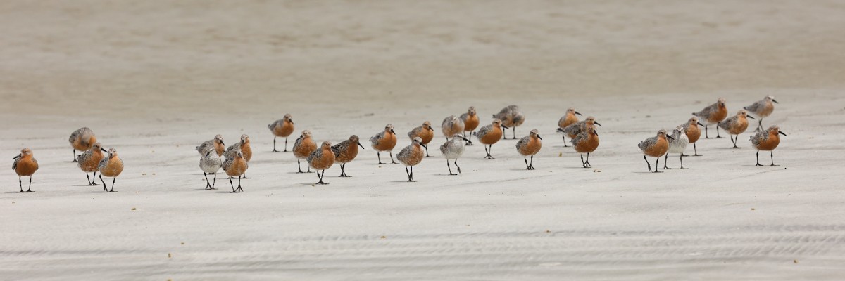 Red Knot - Warren Bielenberg