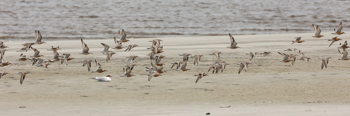 Red Knot - Warren Bielenberg