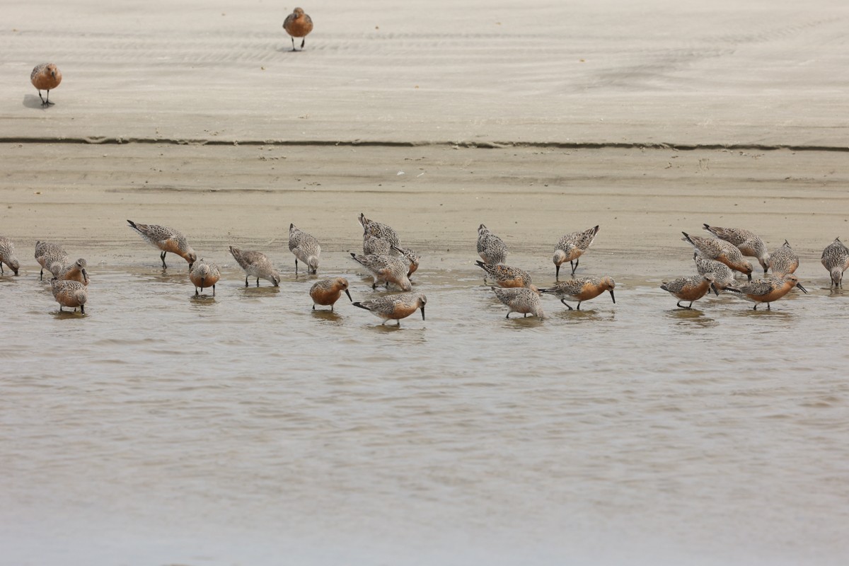 Red Knot - Warren Bielenberg