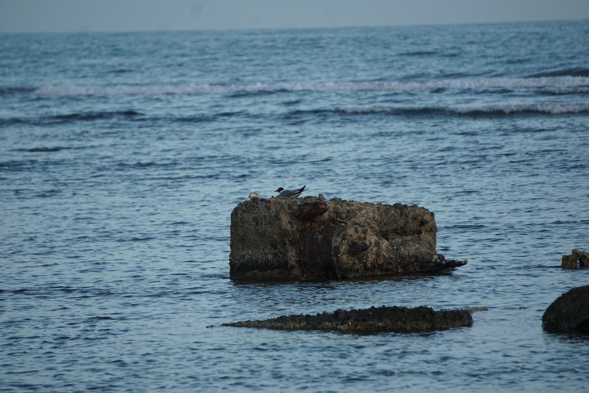 Laughing Gull - Miguel Costas Sabatier