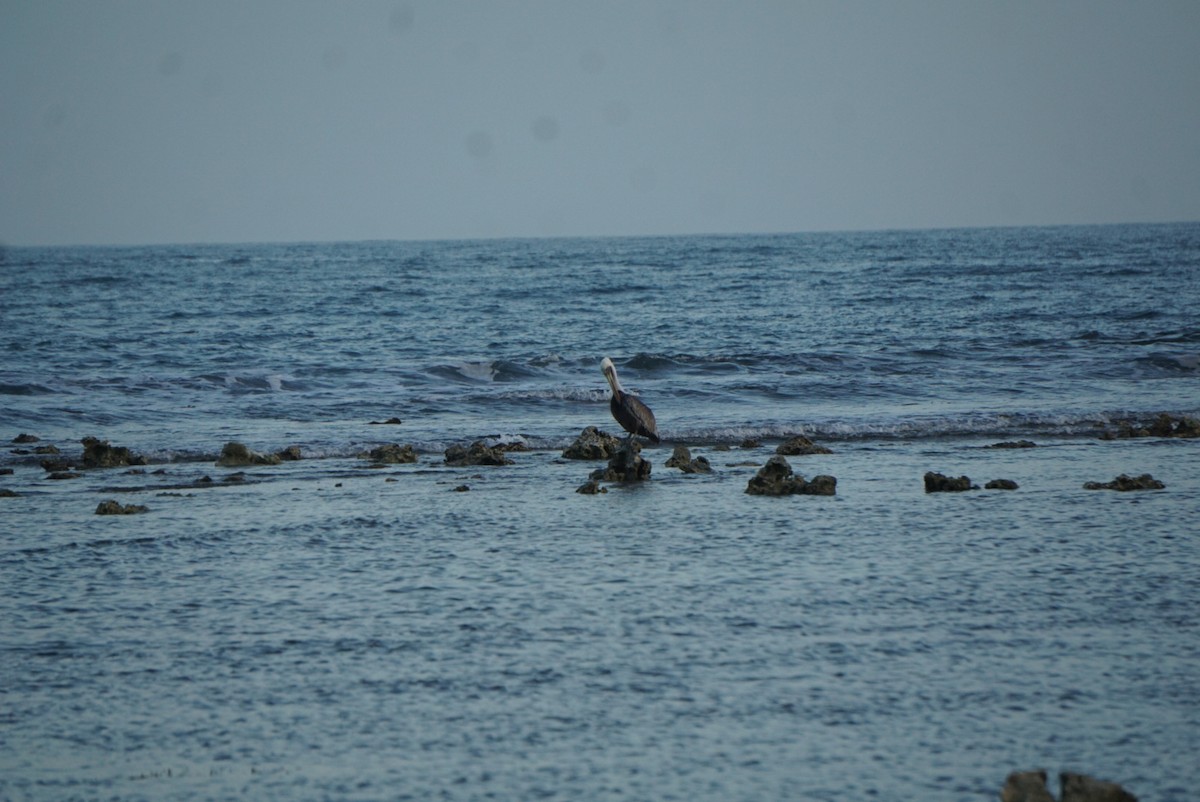 Brown Pelican - ML619096551