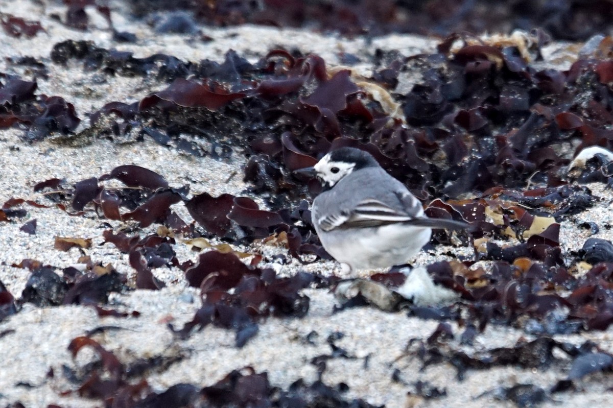 White Wagtail (White-faced) - Mike Pennington