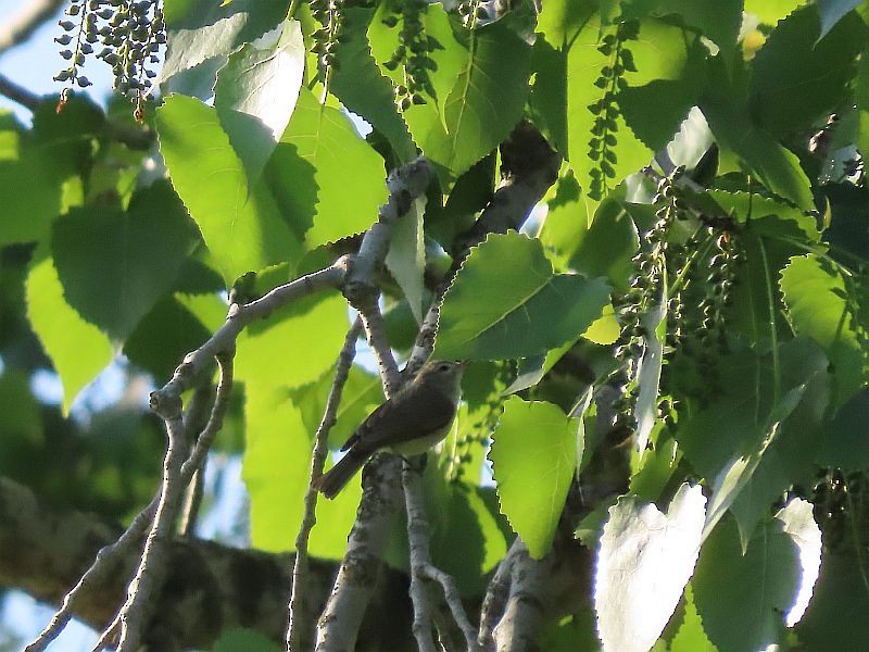 Warbling Vireo - Tracy The Birder