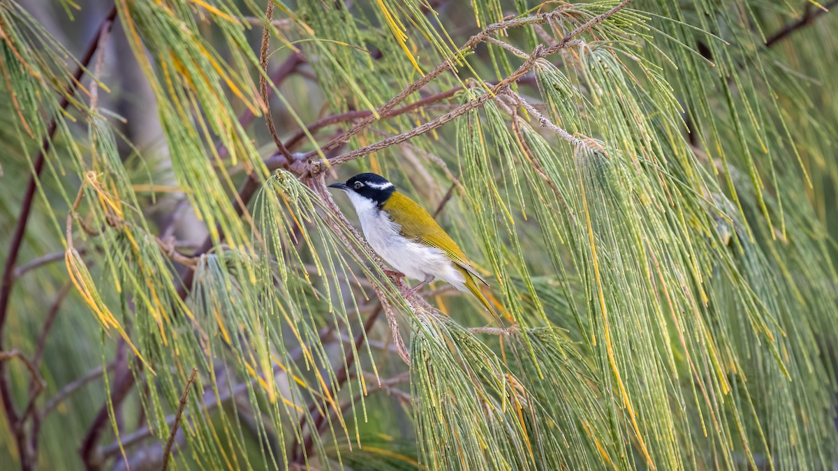 White-throated Honeyeater - ML619096586