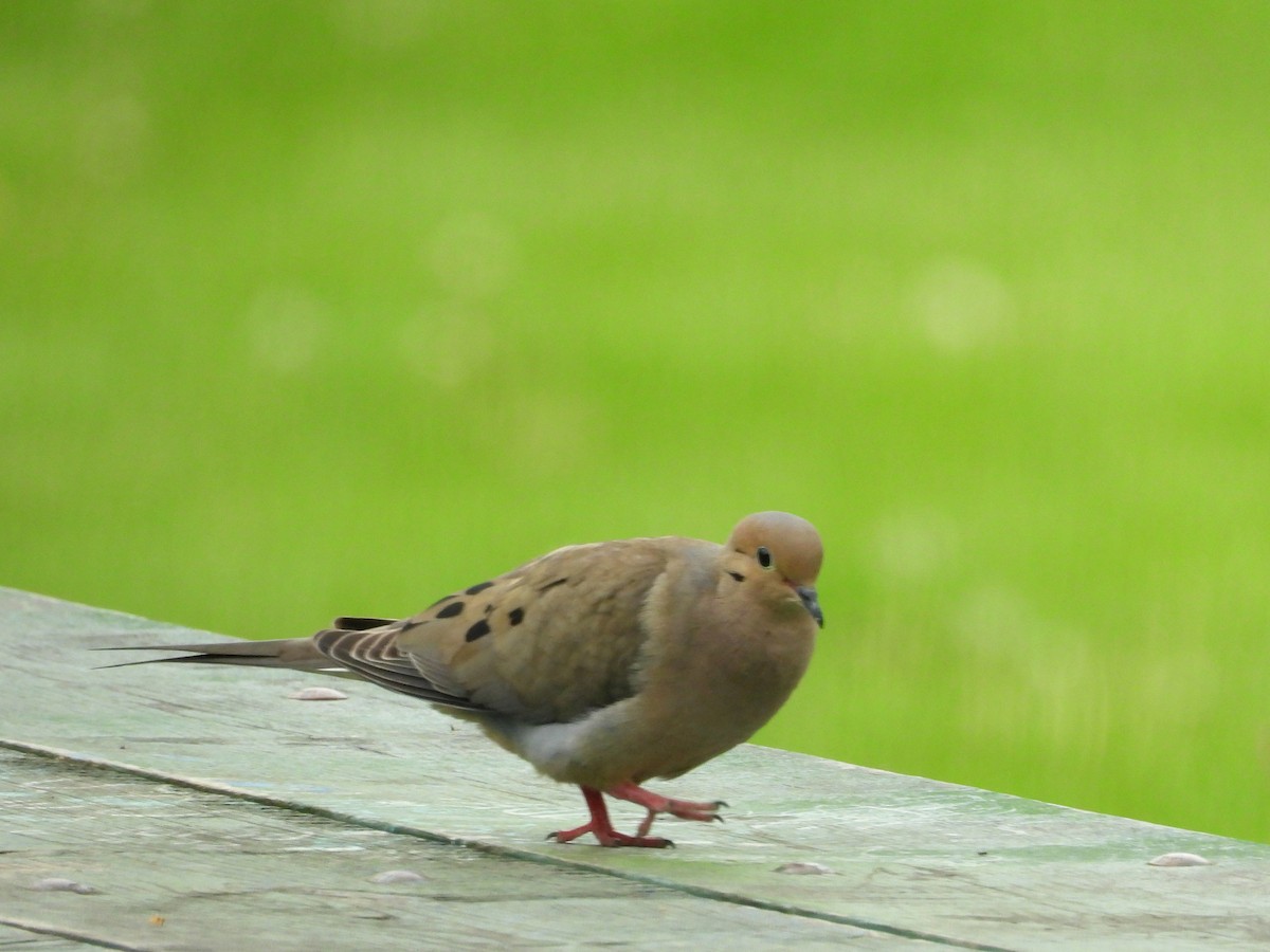 Mourning Dove - George Koppel