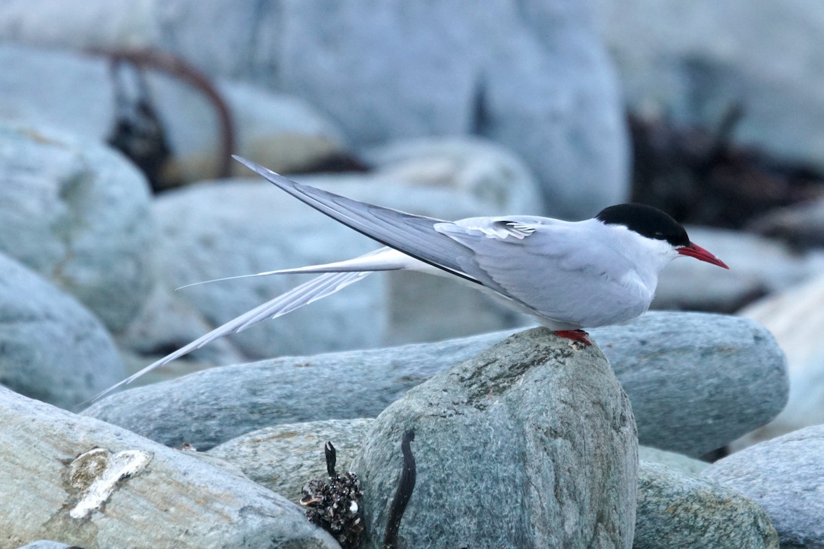 Arctic Tern - Mike Pennington
