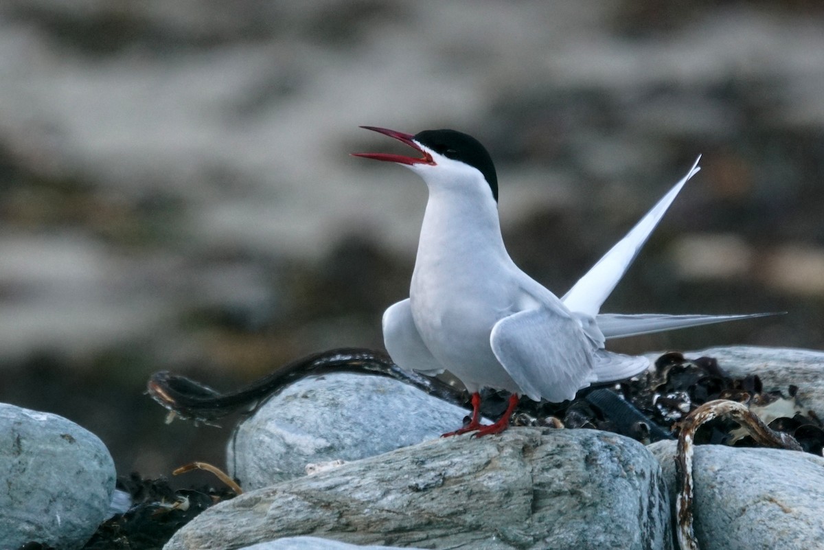 Arctic Tern - Mike Pennington