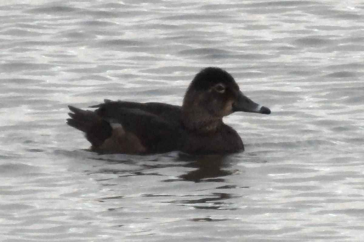Ring-necked Duck - ML619096607
