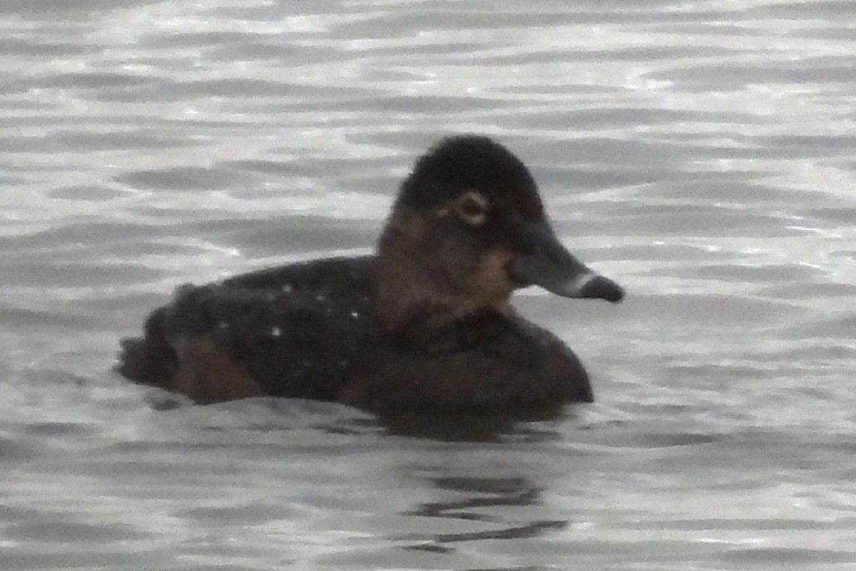 Ring-necked Duck - ML619096609
