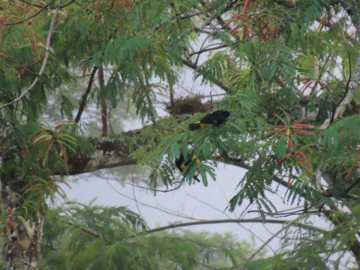 Yellow-rumped Cacique - ML619096619