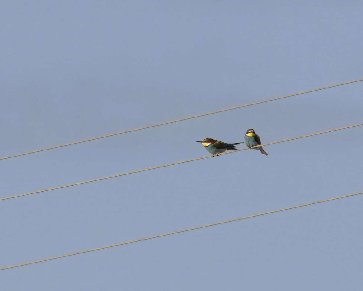 European Bee-eater - Lyse Clermont