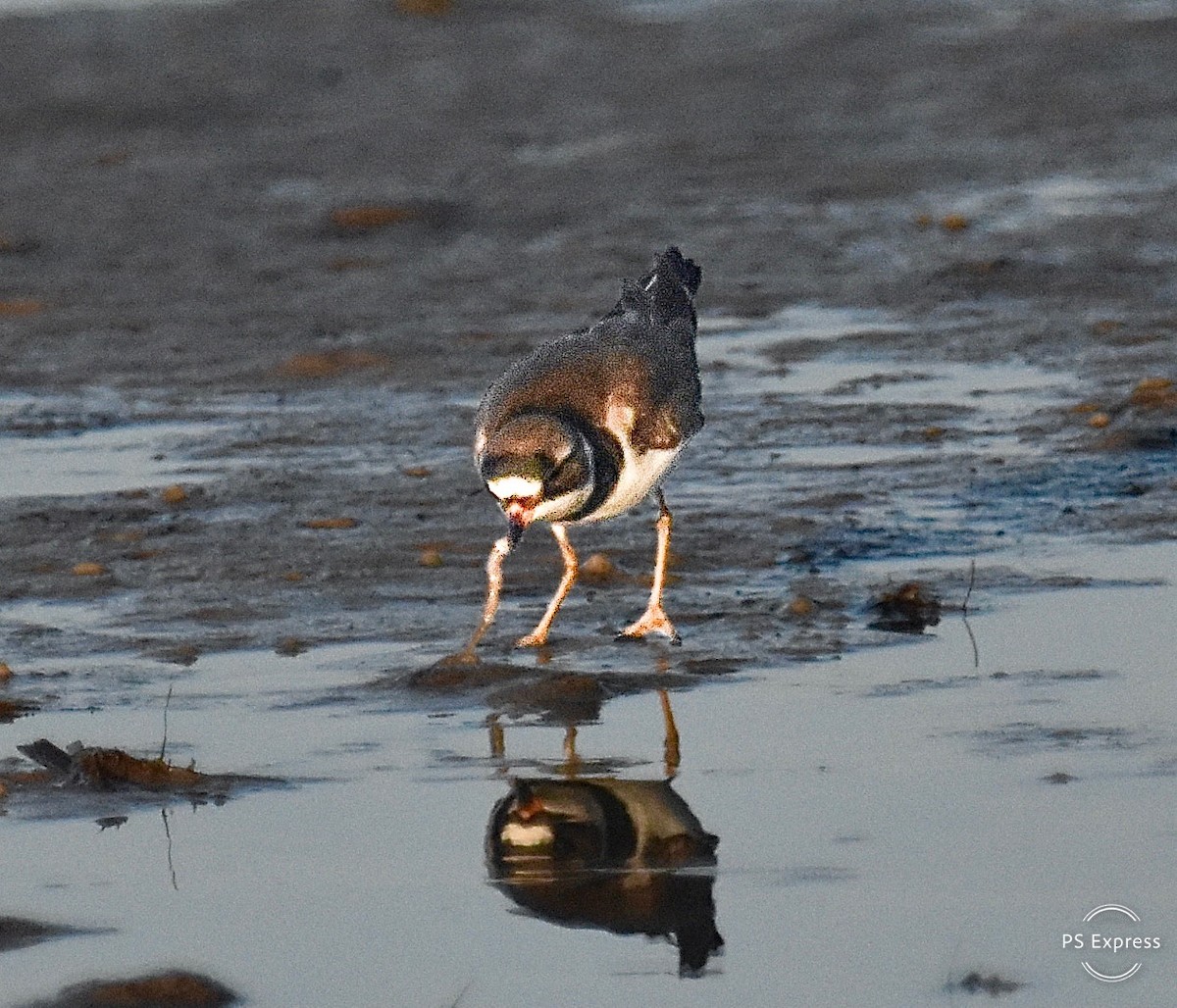 Semipalmated Plover - Michael Brower