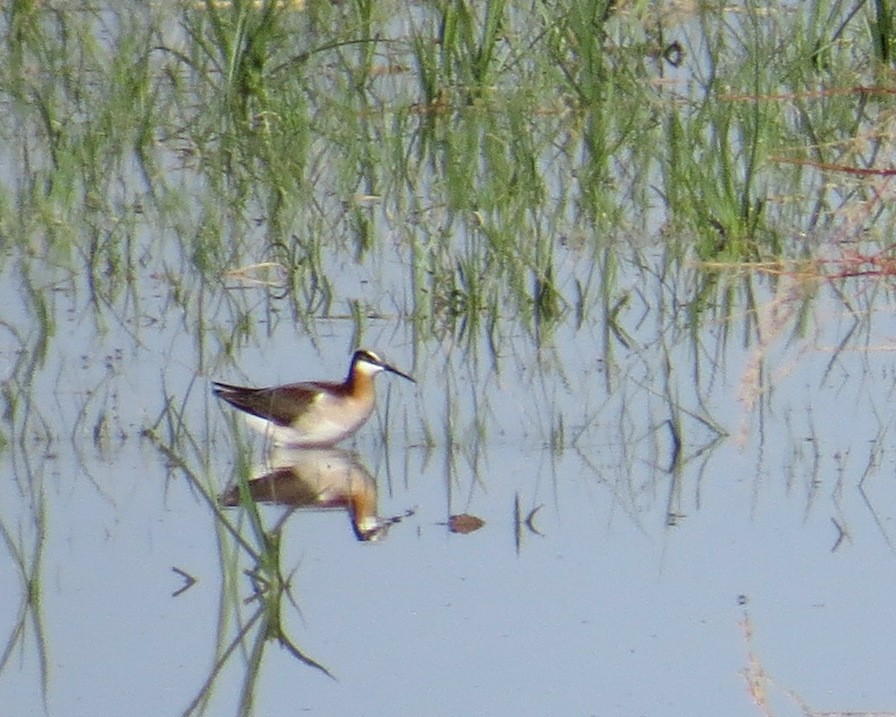 Falaropo Tricolor - ML619096648